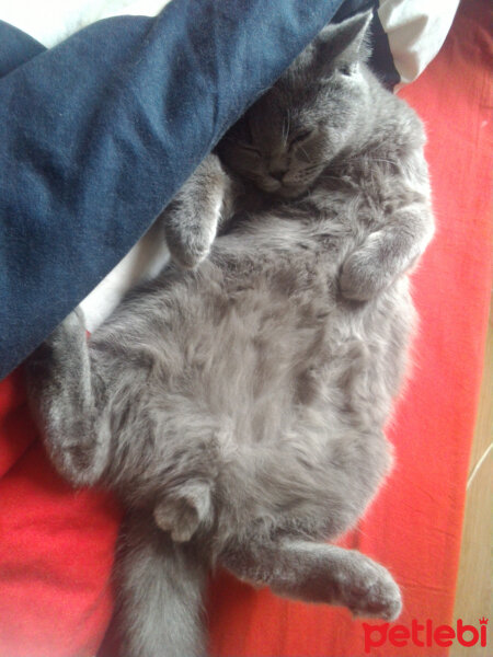 British Shorthair, Kedi  Pablo fotoğrafı