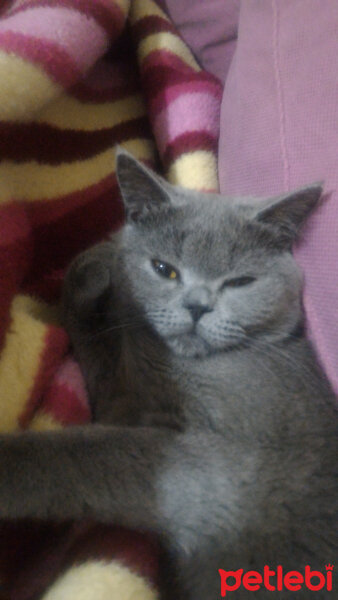 British Shorthair, Kedi  Pablo fotoğrafı