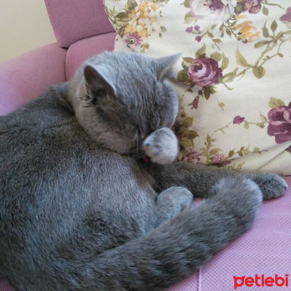 British Shorthair, Kedi  Pablo fotoğrafı