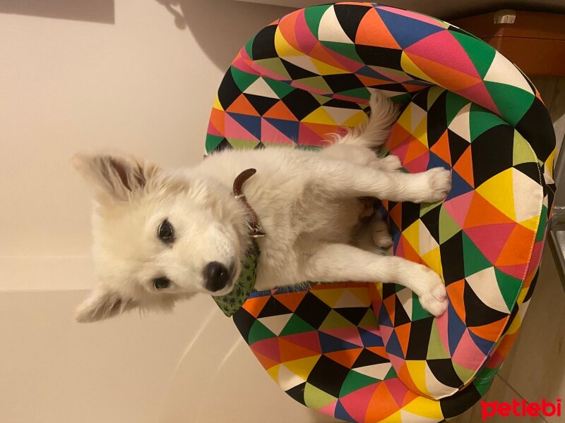 Samoyed, Köpek  Kita fotoğrafı