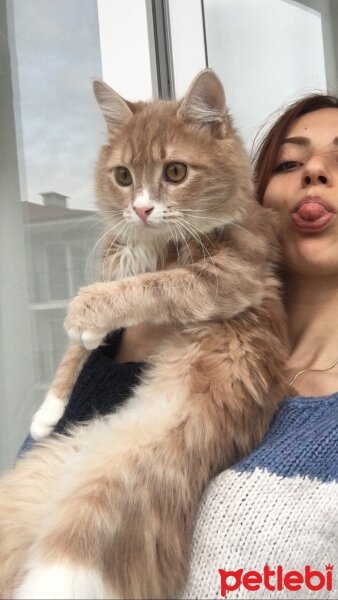 Sarman, Kedi  Lebowski fotoğrafı