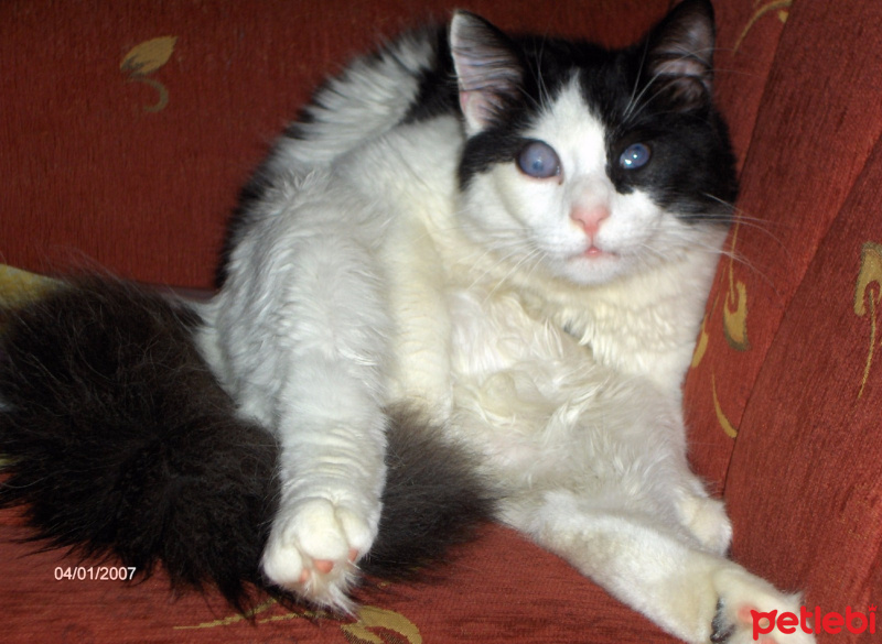 Tekir Kedi, Kedi  Fıstık fotoğrafı