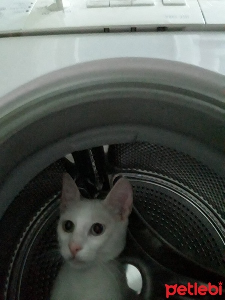 Van Kedisi, Kedi  Boncuk fotoğrafı