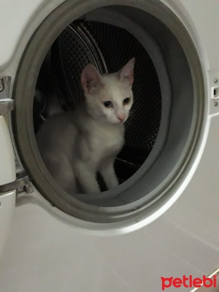 Van Kedisi, Kedi  Boncuk fotoğrafı