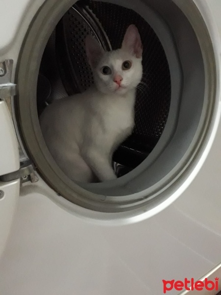 Van Kedisi, Kedi  Boncuk fotoğrafı