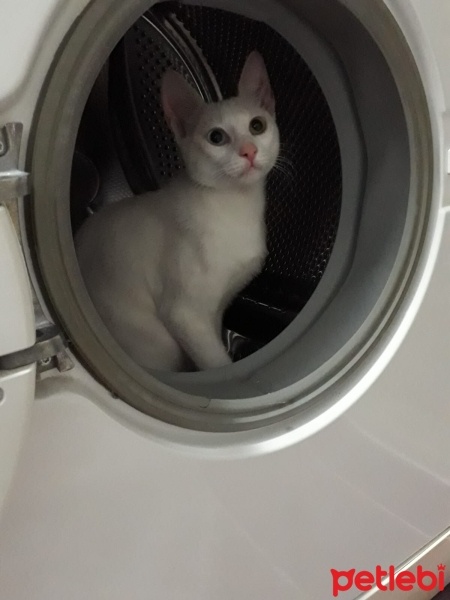 Van Kedisi, Kedi  Boncuk fotoğrafı