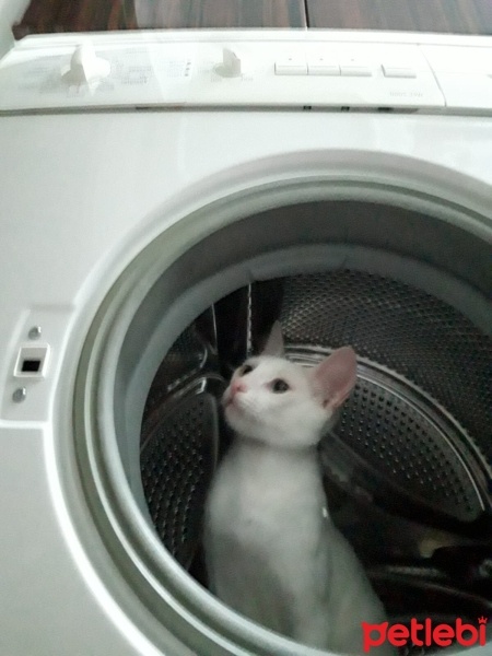 Van Kedisi, Kedi  Boncuk fotoğrafı