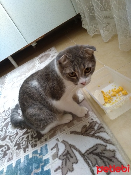 Tekir Kedi, Kedi  Boncuk fotoğrafı