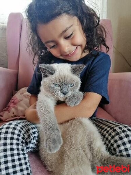 British Shorthair, Kedi  Pamuk fotoğrafı