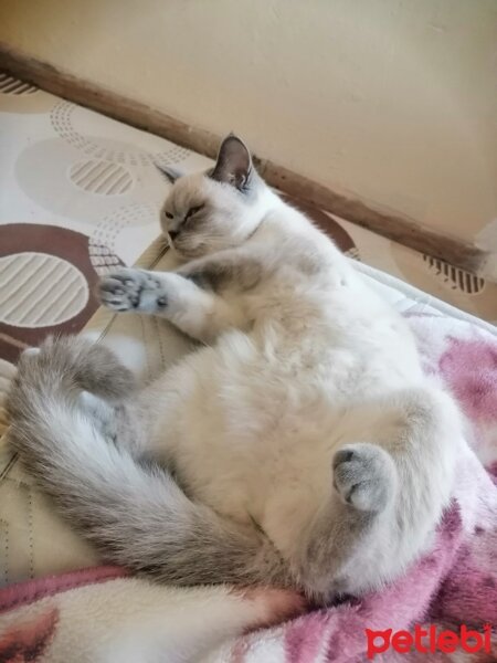 British Shorthair, Kedi  Pamuk fotoğrafı