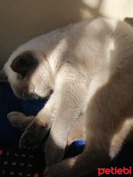 British Shorthair, Kedi  Pamuk fotoğrafı