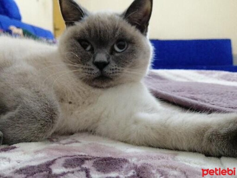 British Shorthair, Kedi  Pamuk fotoğrafı