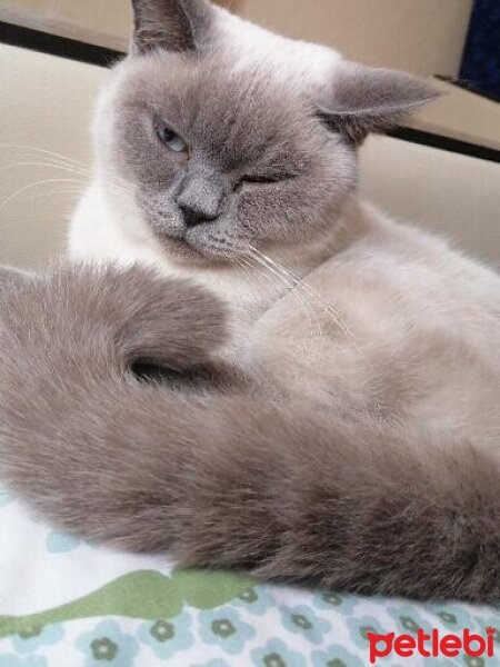 British Shorthair, Kedi  Pamuk fotoğrafı