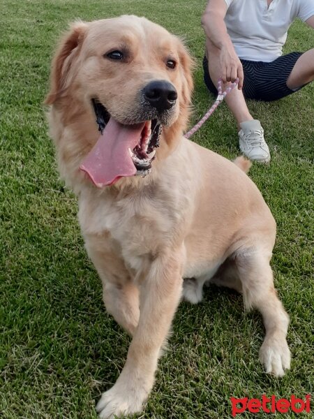 Golden Retriever, Köpek  KAYA fotoğrafı