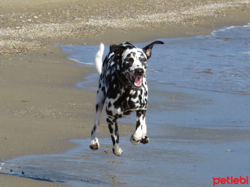 Dalmatian, Köpek  Lucy fotoğrafı