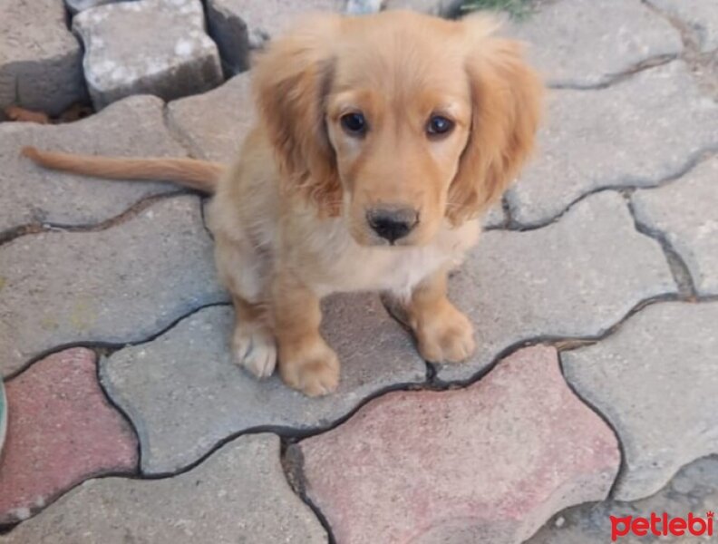 Golden Retriever, Köpek  Karamel fotoğrafı