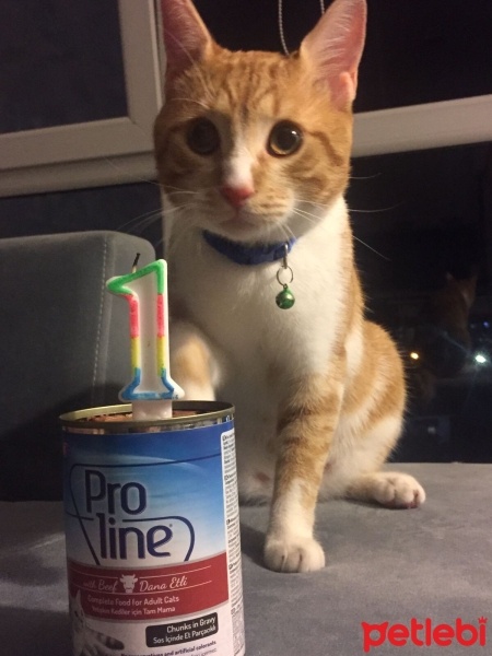 Sarman, Kedi  TURŞU fotoğrafı