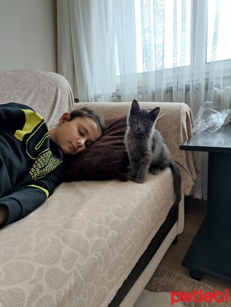 Tekir Kedi, Kedi  Tosun fotoğrafı