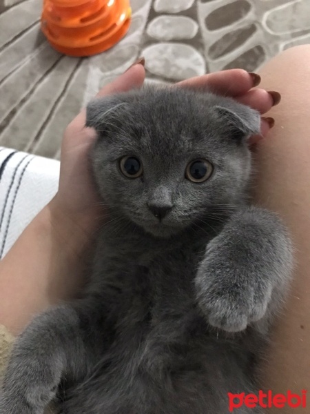 Scottish Fold, Kedi  HAYRİ fotoğrafı
