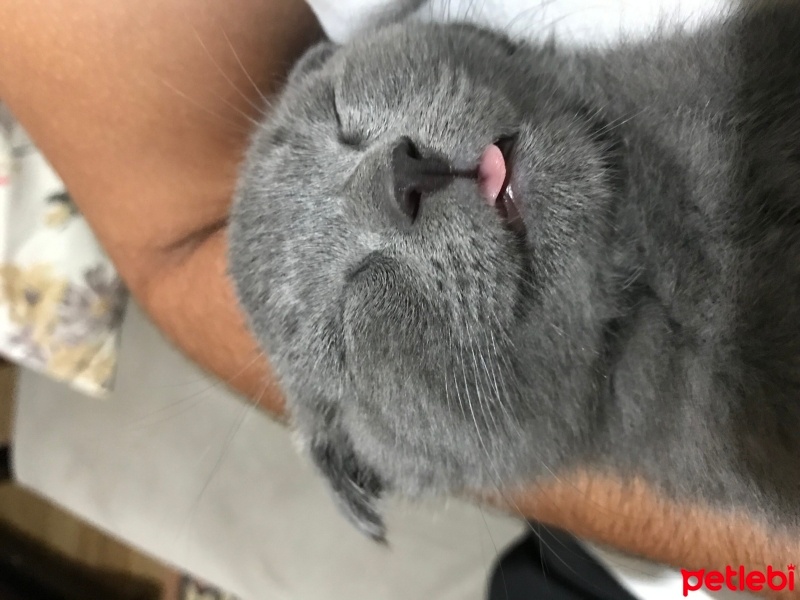 Scottish Fold, Kedi  HAYRİ fotoğrafı