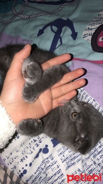 Scottish Fold, Kedi  HAYRİ fotoğrafı