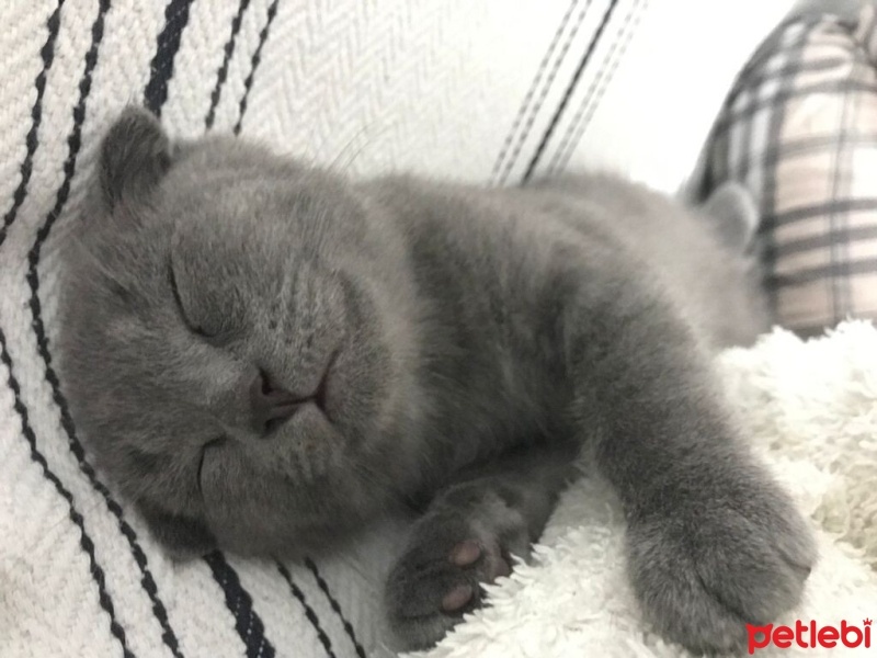Scottish Fold, Kedi  HAYRİ fotoğrafı