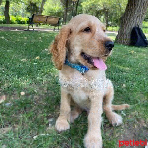 Amerikan Cocker Spaniel, Köpek  Lokum Ada fotoğrafı