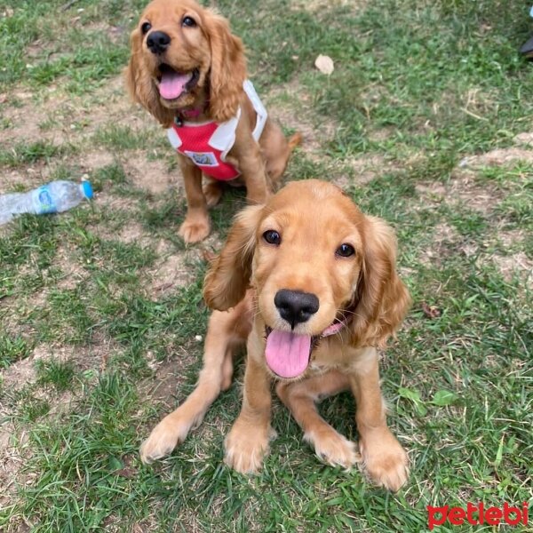 Amerikan Cocker Spaniel, Köpek  Lokum Ada fotoğrafı