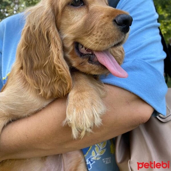 Amerikan Cocker Spaniel, Köpek  Lokum Ada fotoğrafı