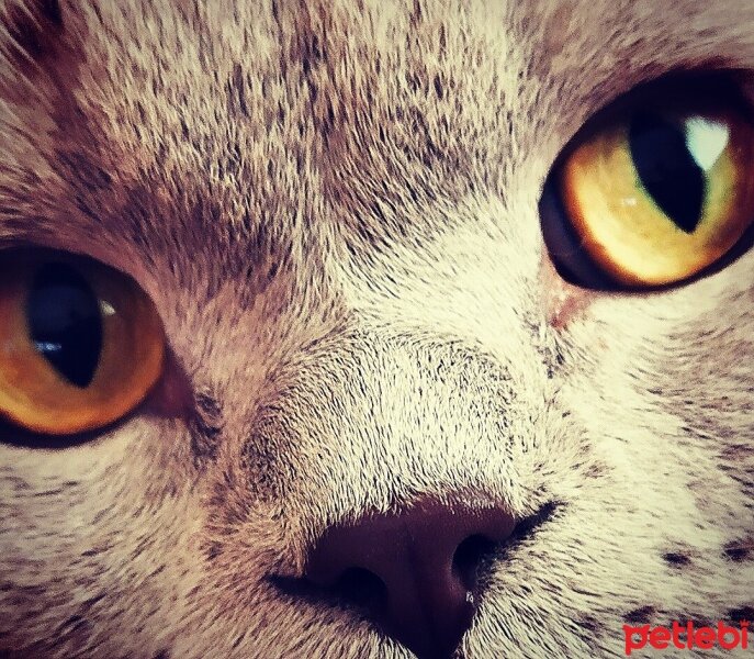 Scottish Fold, Kedi  Sherlock fotoğrafı