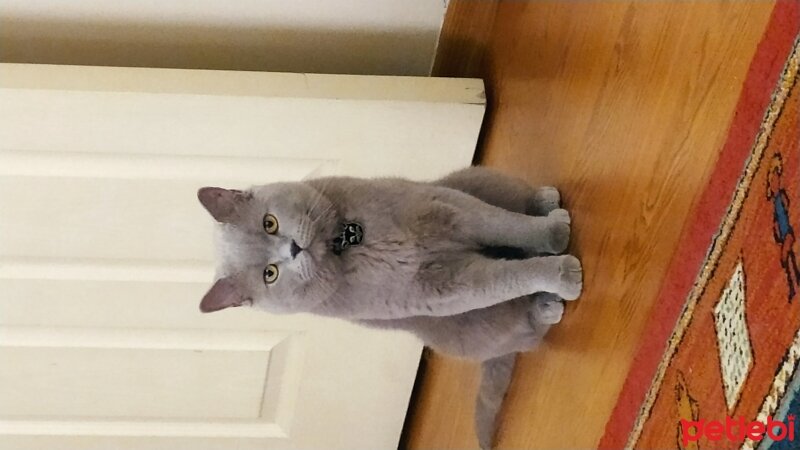 Scottish Fold, Kedi  Sherlock fotoğrafı