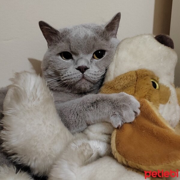 Scottish Fold, Kedi  Sherlock fotoğrafı