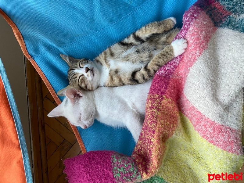 Tekir Kedi, Kedi  Aşure fotoğrafı