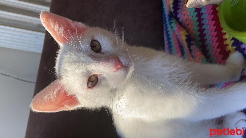 Tekir Kedi, Kedi  Aşure fotoğrafı