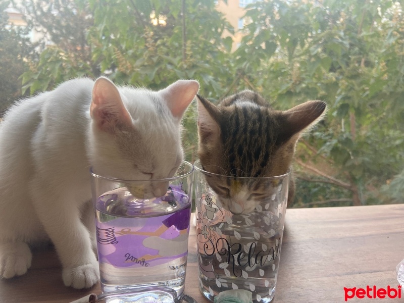 Tekir Kedi, Kedi  Aşure fotoğrafı
