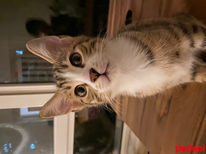 Tekir Kedi, Kedi  Aşure fotoğrafı