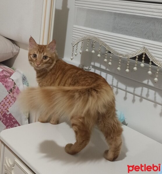 Sarman, Kedi  Simba fotoğrafı