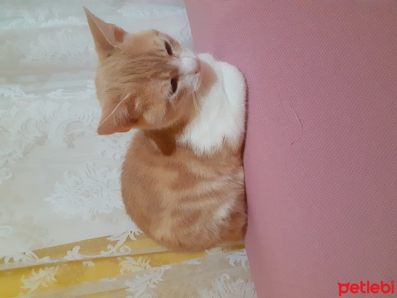 Van Kedisi, Kedi  Pati fotoğrafı