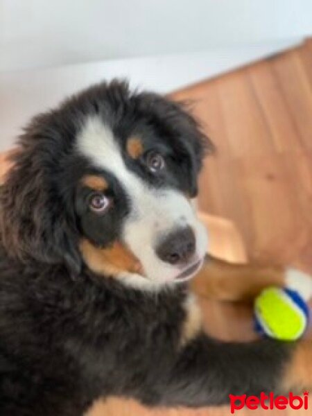 Bernese Dağ Köpeği, Köpek  HERA fotoğrafı