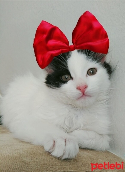Tekir Kedi, Kedi  Pamuk fotoğrafı