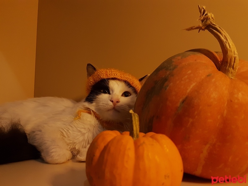 Tekir Kedi, Kedi  Pamuk fotoğrafı