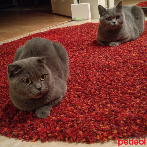 British Shorthair, Kedi  Cansu fotoğrafı