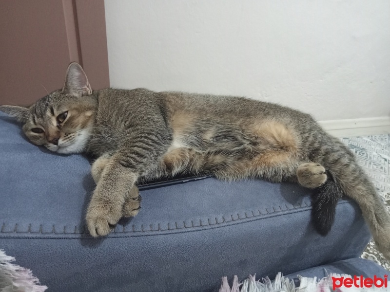 British Shorthair, Kedi  Karamel fotoğrafı