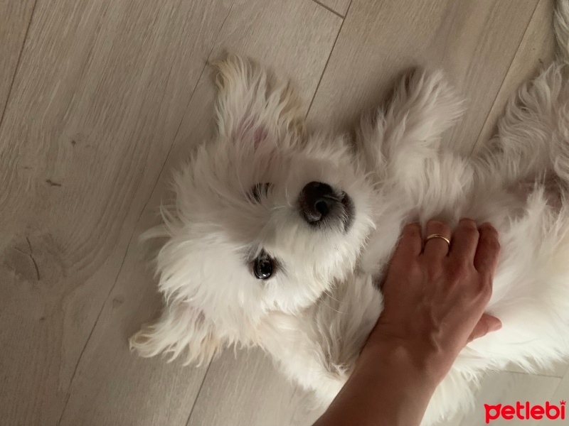 Maltese, Köpek  Fındık fotoğrafı