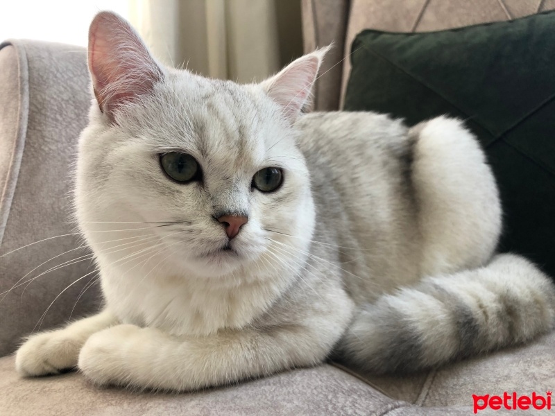 British Shorthair, Kedi  Bulut fotoğrafı