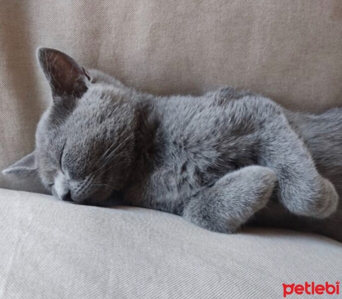 British Shorthair, Kedi  Mia fotoğrafı