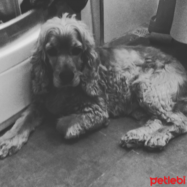 İngiliz Cocker Spaniel, Köpek  Kuka fotoğrafı