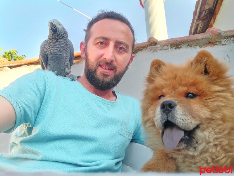 Chow Chow (çin Aslanı), Köpek  Melo fotoğrafı