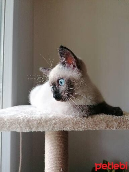 Siyam Kedisi, Kedi  Pamuk fotoğrafı
