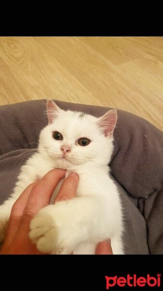 British Shorthair, Kedi  Pablo fotoğrafı